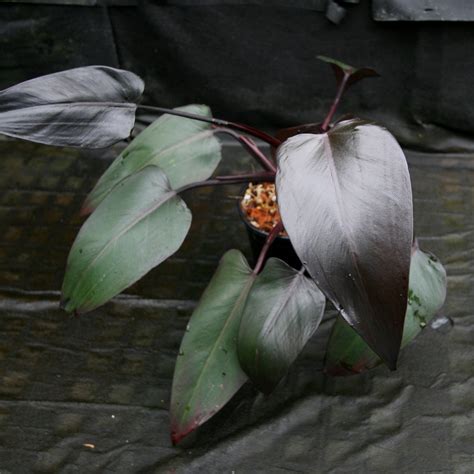 Philodendron Burgundy Princess Carnivero