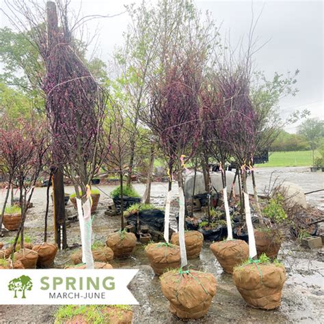 Carolina Sweetheart Redbud Cercis Canadensis Nccc Shepherdssupply