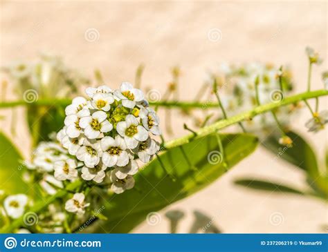 Sweet Alyssum Flower in Garden Stock Image - Image of scent, pistil ...