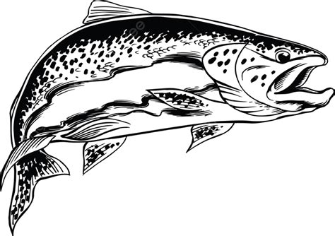 Steelhead Trout Vector Illustration Life Sea Steel PNG And Vector