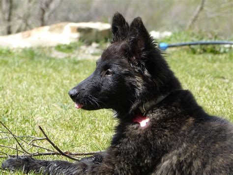 Il Cane Da Pastore Olandese A Pelo Lungo Noi E I Cani