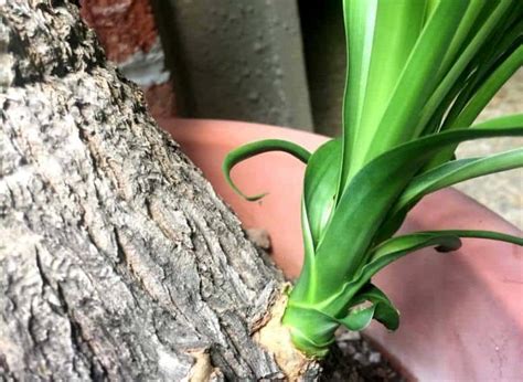 Ponytail Palm Propagation From Cuttings And Seeds