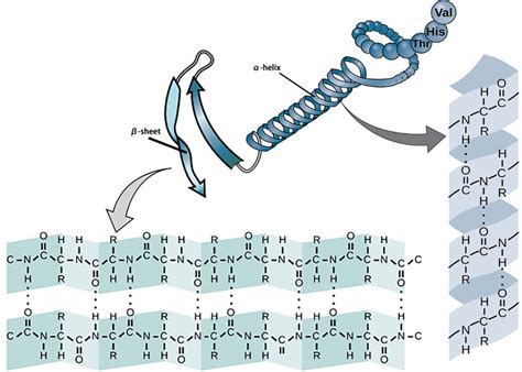 Secondary Structure Analysis - Creative Biostructure