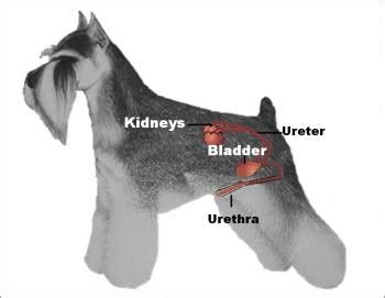 Kidney Stones in Dogs