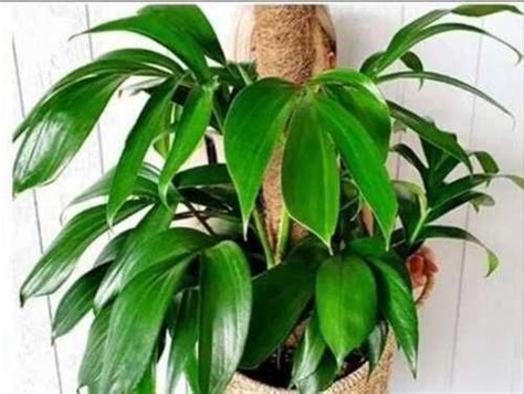 Эпипремнум Dragon Tail | Festima.Ru – частные объявления