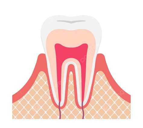 Tooth Anatomy Flat Vector Illustration No Text Illustration Infographic