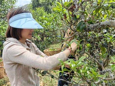 春茶采摘正当时，漫湾镇万亩茶山香飘四溢茶叶种植加工