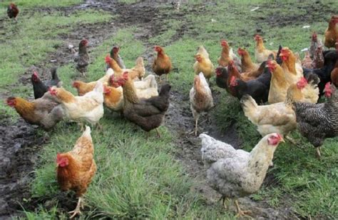 Top 112 Imagenes De Gallinas Criollas Destinomexico Mx