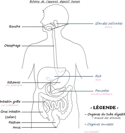 S Quence Digestion C Sar Sciences