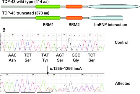 A Schematic Representation Of Tdp 43 Protein Indicating The Rna