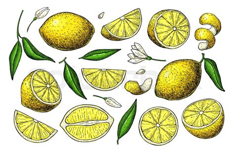 How To Draw A Lemon Slice