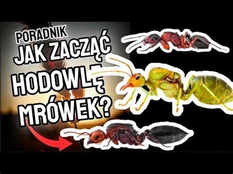 Jak Zacząć HODOWLĘ MRÓWEK Poradnik 1 YouTube