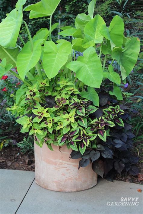 Growing Elephant Ears In Pots Tips And Advice For Success Potted