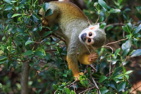 Aventuras En La Selva Amazónica Guía Para Exploradores Intrépidos