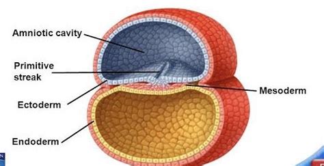 Notes On General Embryology Gastrulation Week Of Development