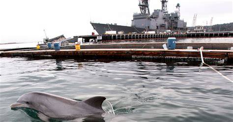 Crimean Combat Dolphins To Serve Russia