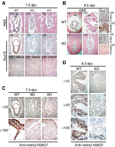 Developmental Defects And Lack Of H K Methylation In Suz Ko