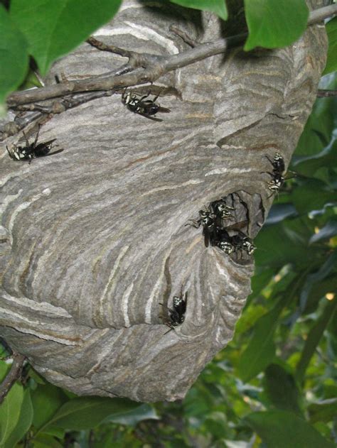 white faced hornet nest removal - jillianbiles