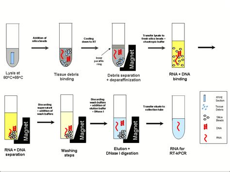 Dna Extraction Steps And Explanation