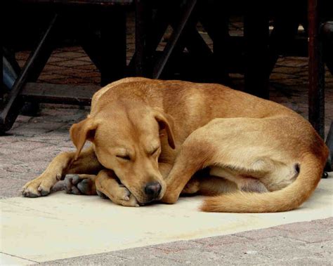 Chien Qui Dort