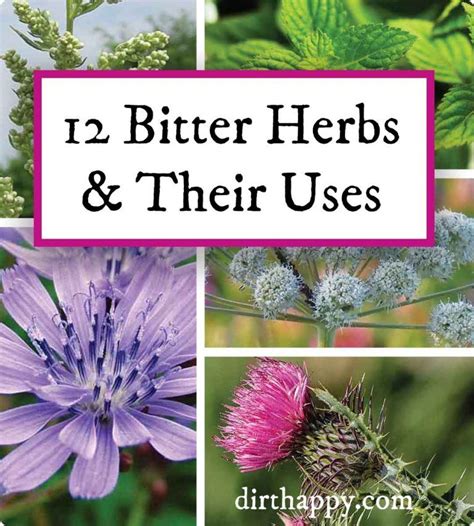 bitter herbs and their uses | Medicinal herbs garden, Herb garden ...