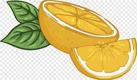 Lemon Slices Png Pngwing