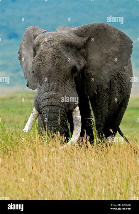 60 Yeat Old Bull African Elephant Loxodonta Africana In Ngorongoro Crater Tanzania Here The