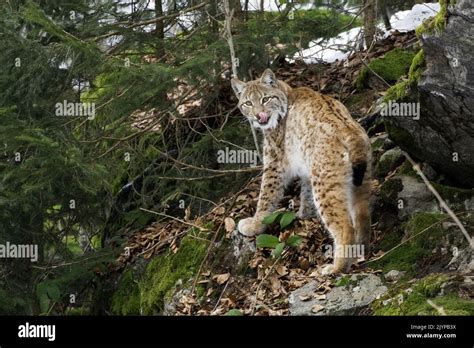 Eurasian Lynx (Lynx lynx), in forest in winter, Bavaria, Germany Stock ...