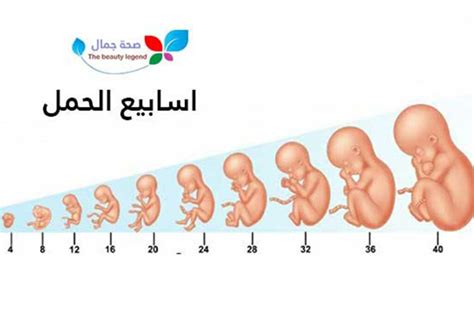 اسابيع الحمل مراحل الحمل و مالذي يجري في كل أسبوع حمل مع أهم النصائح