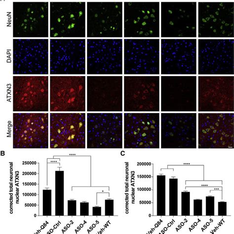 ASOs Significantly Suppress ATXN3 Accumulation Within Neuronal Nuclei