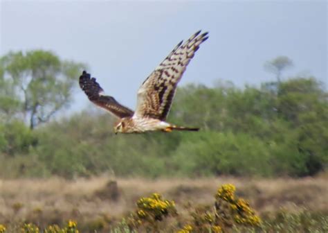 Friday 25th April 2014 Cornwall Bird Sightings - Cornwall Birding