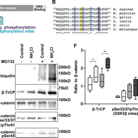 Regulation Of The Apoptosome And Caspase Activity By Iaps The Release