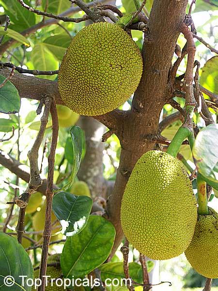 Jackfruit Varieties