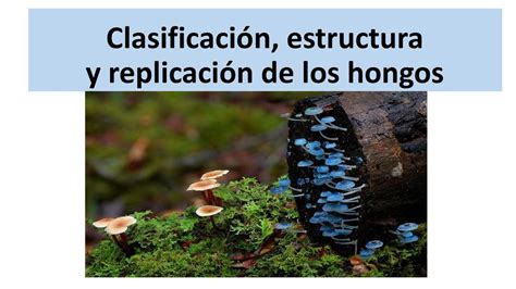 Clasificación estructura y replicación de los hongos Citlalli de L