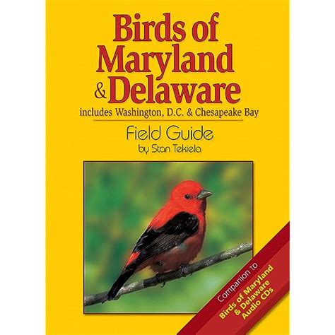 Field Guide To Yellow Birds In Maryland Nature Blog Network