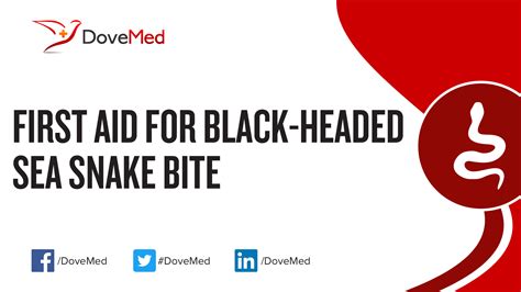 First Aid For Black Headed Sea Snake Bite
