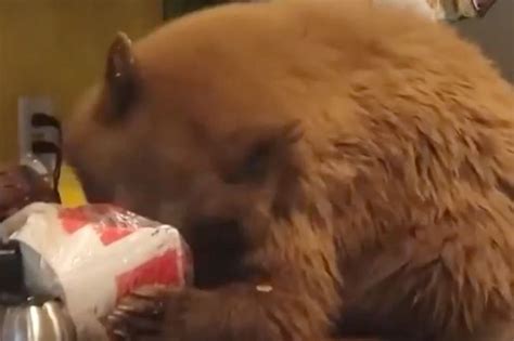 Bear Breaks Into California Home To Eat Kfc Left On Kitchen Counter