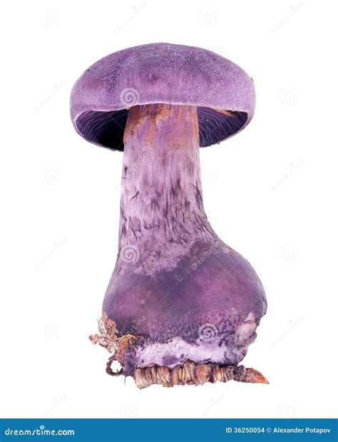 Violaceu Del Cortinarius De La Lila En Blanco Foto De Archivo Imagen