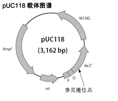 Puc118载体质粒图谱 优宝生物