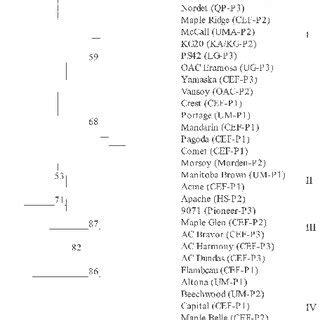 Unweighted Pair Group Methods Using Arithmetic Averages Upgma