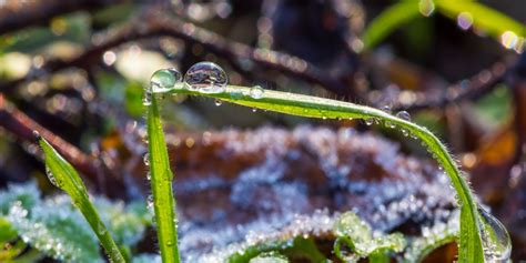 Come Proteggere Le Piante Dal Gelo Primaverile Consigli Efficaci