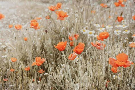 wild red poppies on a spring meadow in warm sunshine 22264499 Stock ...