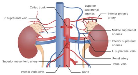 Gl Ndulas Suprarrenais Anatomia Concise Medical Knowledge