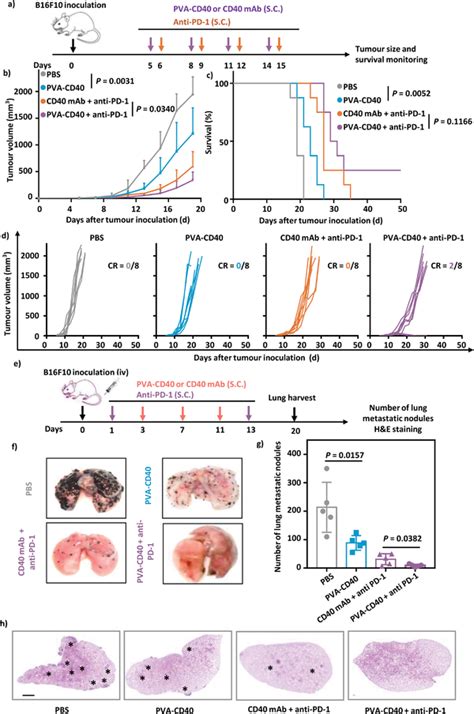 Pvacd Inhibits Tumor Growth And Metastasis A Schematic