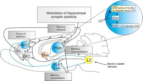 Noradrenergic Projections Of The Locus Coeruleus Involved In The