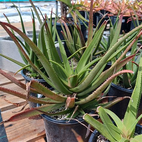 Aloe Fairy Pink 1ga Dryoasisplants