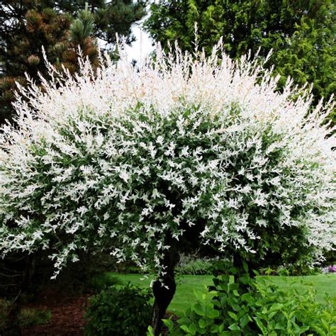 Variegated Dappled Willow Tree Salix Integra Hakuro 60 Off