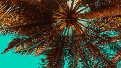 Tropical Retrowave Wallpapers Wallpaper Cave