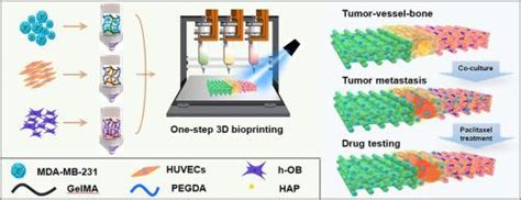 3D Bioprinted Tumor Vessel Bone Co Culture Scaffold For Breast Cancer