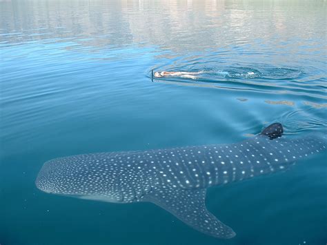 El Tibur N Ballena Regresa A Holbox M Xico Desconocido